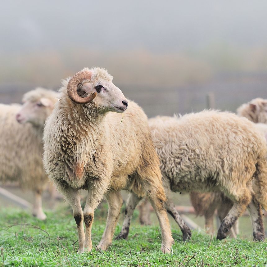 Sheep on a farm in fog
