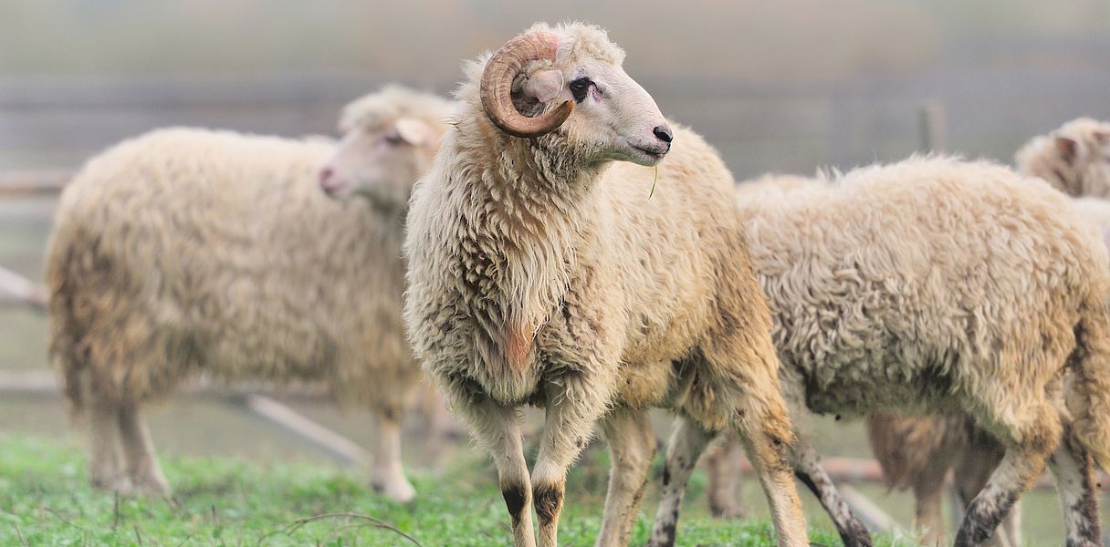 Sheep on a farm in fog