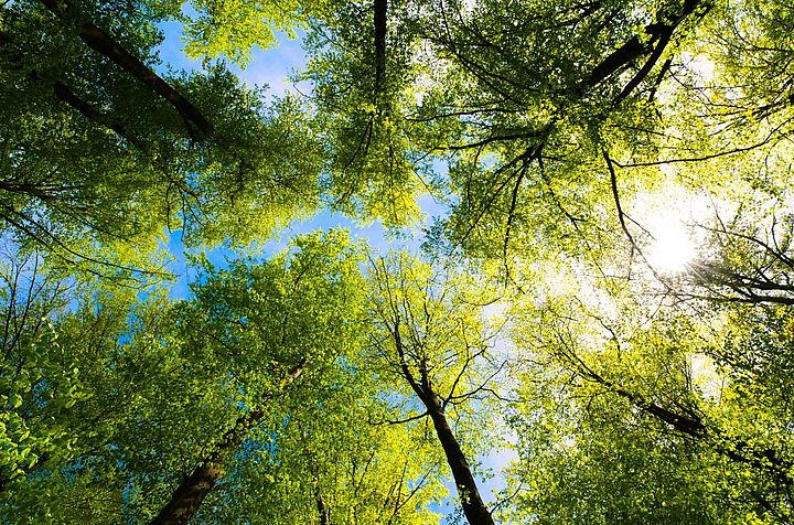 sustainability-rieter.jpg The sun breaking through the treetops in a forest