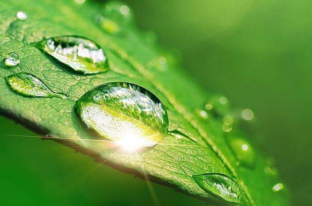 Droplets of water on a green leaf, symbolizing Rieter's sustainability strategy.